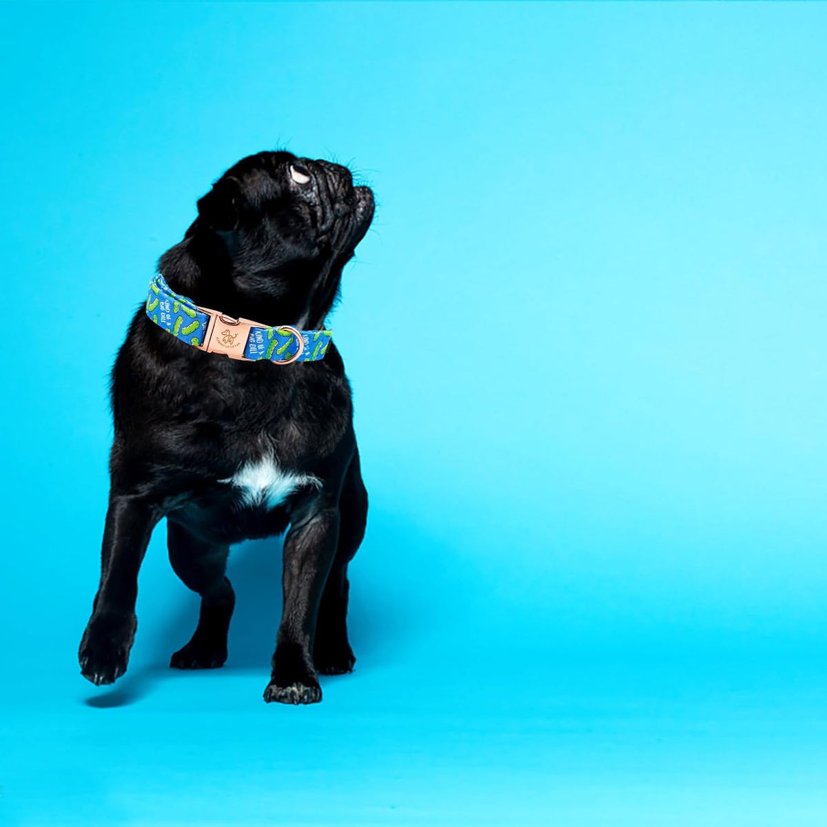 Blue Bear Adjustable Dog Collar for Small Dogs - photo 5