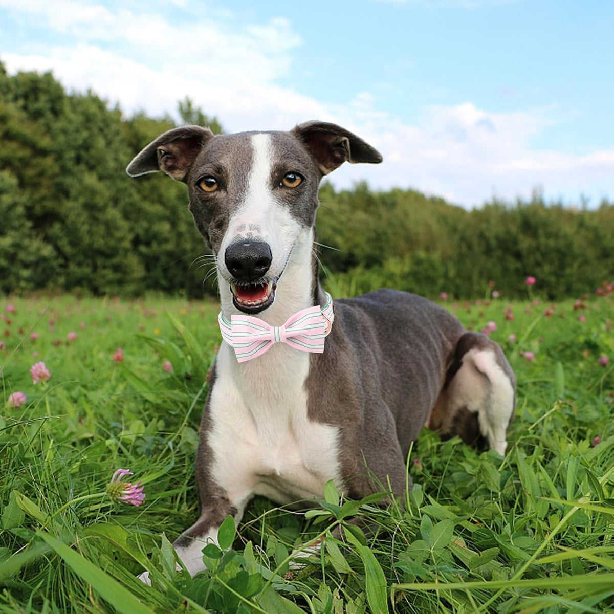 Pink Adjustable Dog Collar with Bowtie and Metal Buckle - photo 5