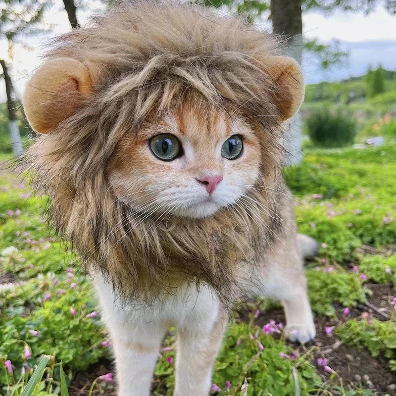 Cat wearing lion mane costume - USA CALI funny pet Halloween outfit