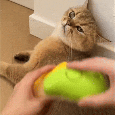 Steamy Brush for Cats in use – steam releasing from brush while grooming cat