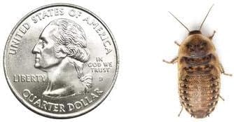 Dubia Roaches Live Feeder Insects - Size Reference