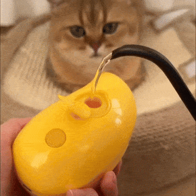 Steamy Brush for Cats demo – animated view of steam brush gliding through cat fur