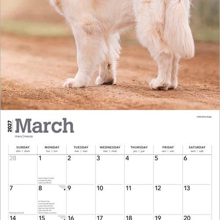 Golden Retrievers | 2027 12 x 24 Inch (Hanging) Monthly Square Wall Calendar | Foil Stamped Cover | Plastic-Free | BrownTrout | Animals Dog Breeds Retriever