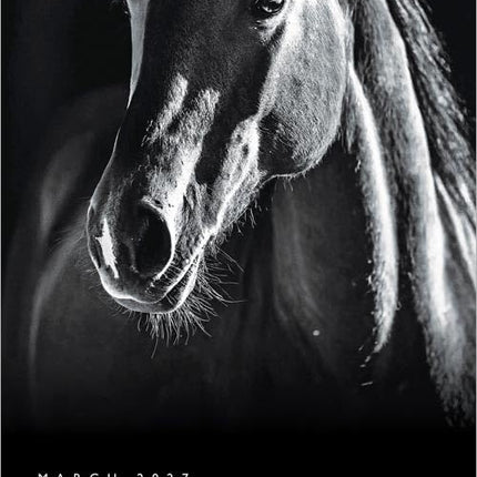 The BrownTrout Portrait Series: The Noble Horse | 2027 12 x 24 Inch (Hanging) Monthly Square Wall Calendar | Plastic-Free | Pets Equestrian
