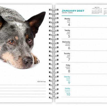 Blue Heelers | 2027 6 x 7.75 Inch Spiral-Bound Wire-O Weekly Engagement Planner Calendar | New Full-Color Image Every Week | BrownTrout | Animals Dog Breeds Pets