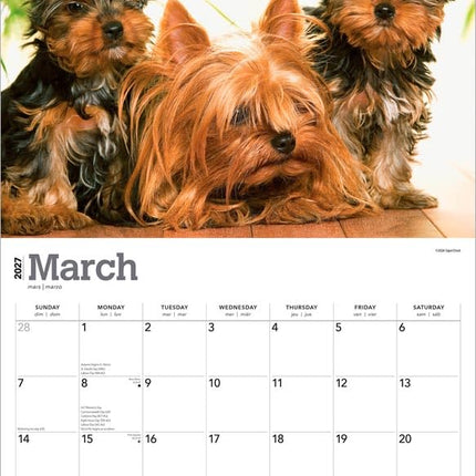 For the Love of Yorkshire Terriers | 2027 14 x 24 Inch (Hanging) Monthly Deluxe Wall Calendar | Foil Stamped Cover | Plastic-Free | BrownTrout | Animal Small Dog Breeds