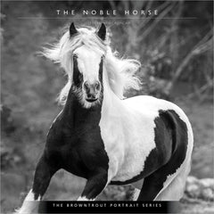 The Portrait Series: The Noble Horse