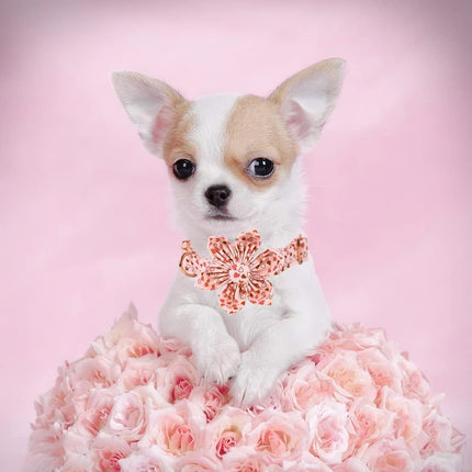 Elegant Little Tail Valentine's Heart Dog Collar, Cute Detachable with Flower, Gift Pet Collar Adjustable for X-Small Puppy