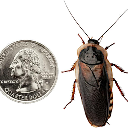 Dubia Roaches Live Cup - Detail View