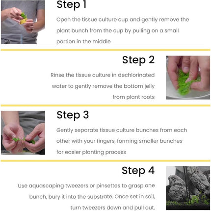 Ultum Nature Systems Mini Dwarf Hair Grass Eleocharis Parvulus Tissue Culture Live Plant for Aquarium, Aquascape, Freshwater Fish Tanks - 100% Snail Free in Vitro