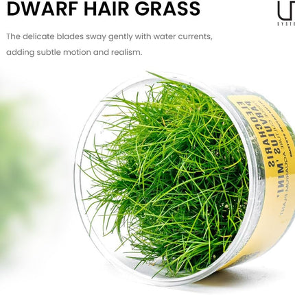 Ultum Nature Systems Mini Dwarf Hair Grass Eleocharis Parvulus Tissue Culture Live Plant for Aquarium, Aquascape, Freshwater Fish Tanks - 100% Snail Free in Vitro