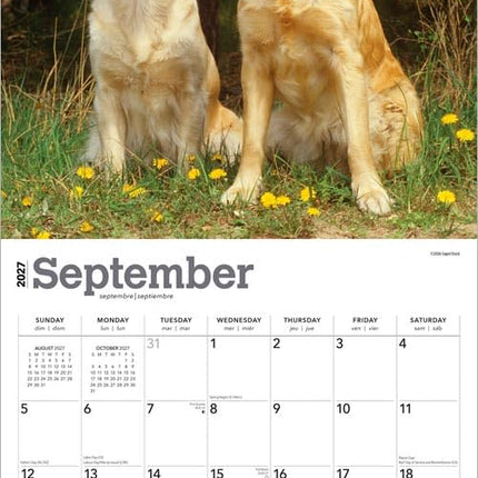 Golden Retrievers | 2027 12 x 24 Inch (Hanging) Monthly Square Wall Calendar | Foil Stamped Cover | Plastic-Free | BrownTrout | Animals Dog Breeds Retriever