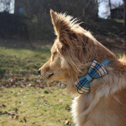 Boy Dog Collar with Blue Plaid Bowtie, Small - photo 4