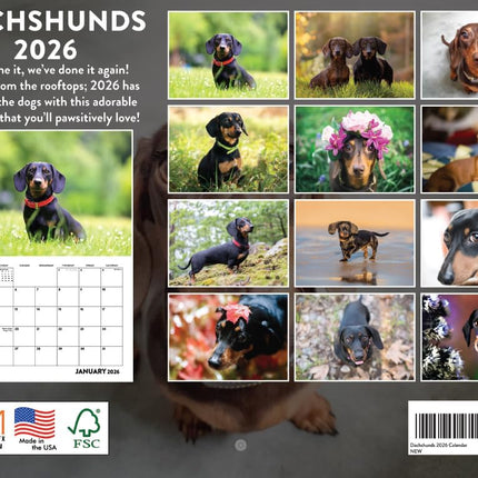 Dachshund Calendar 2026 Wall Monthly Dachshunds Gifts For Dachshund Lovers Women Men Mom Dad | American Made In The USA