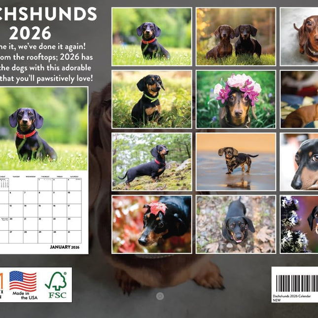Dachshund Calendar 2026 Wall Monthly Dachshunds Gifts For Dachshund Lovers