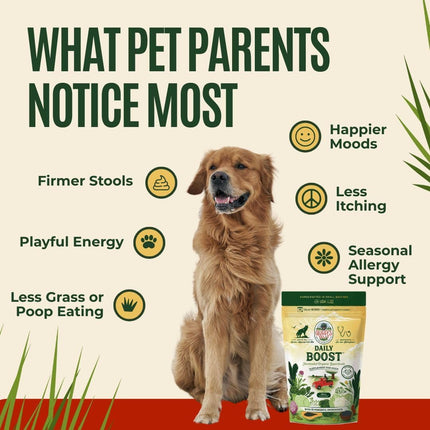 Gussy's Gut Daily Boost- Fermented Organic Superfood Reset & Reboot Dog Gut Health- Human Grade Pre & Probiotic Digestive Supplement- USA Made Small Batch 19 Ingredient Formula- Reset Phase (3 Oz)