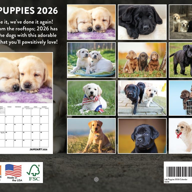 Lab Puppy Calendar 2026 Labrador Puppies Monthly Wall Calender 12 Month