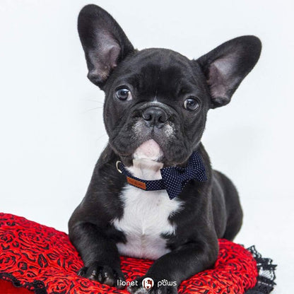 Boy Dog Collar with Navy Blue Bow Tie, Small - photo 5
