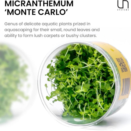 Ultum Nature Systems Micranthemum Monte Carlo Tissue Culture Live Plant for Aquarium, Aquascape, Freshwater Planted Fish Tanks - 100% Snail Free in Vitro