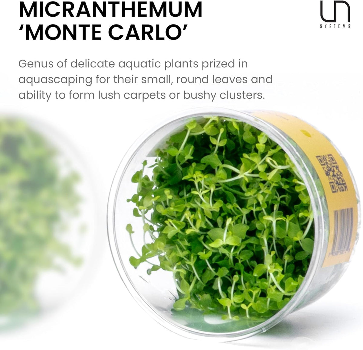 Micranthemum Monte Carlo Tissue Culture Live Plant for Aquarium, Aquascape, Freshwater Planted Fish - photo 3