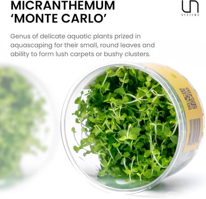 Micranthemum Monte Carlo Tissue Culture Live Plant for Aquarium, Aquascape, Freshwater Planted Fish - photo 3