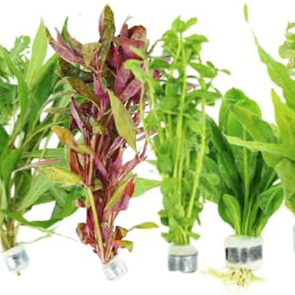 Live Aquarium Plants Bundle – 6 Freshwater Plants for Fish Tanks, Easy Beginner Low Light Aquatic Plant Pack, Mixed Variety