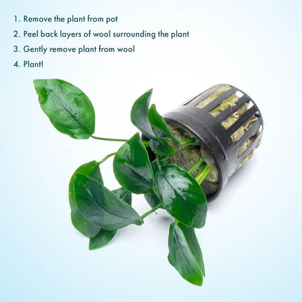 SubstrateSource Anubias Live Aquarium Plants - Potted Freshwater Plant for Fish Tanks, Terrariums - Beginner Friendly Low Light (Nana, 1 Pot)