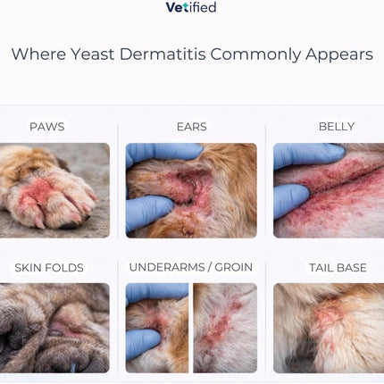 Yeast Dermatitis Spray for Dogs | Veterinary Strength Yeast Infection Treatment for Dogs, Paws and Ears | Topical Anti Yeast Care (+ 30 Day Vet Access) | 8 fl oz | NDC 86247-001-08