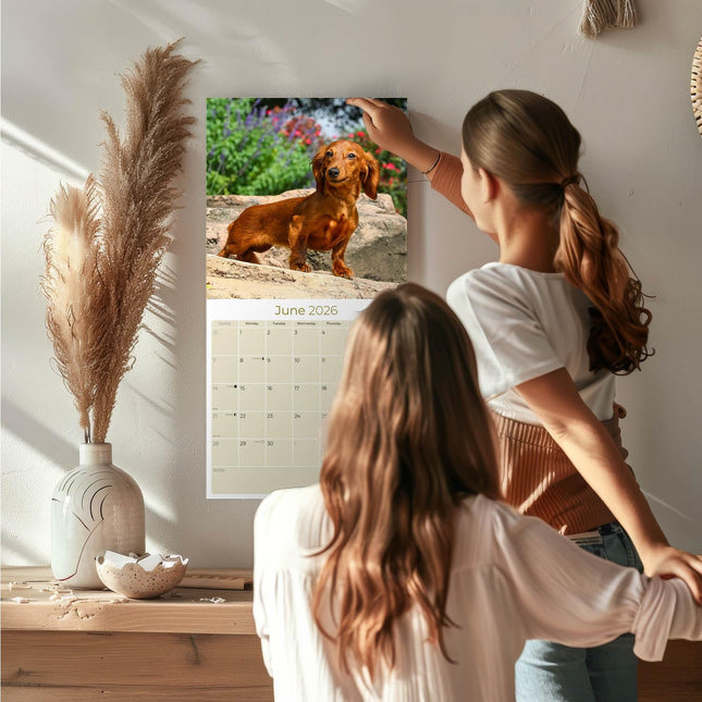 Longhaired Dachshund 2026 16-Month Wall Calendar