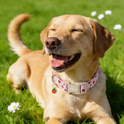 PREHAI Pink Strawberry Dog Collar Sweet Spring Summer Collars with Cute Strawberries Pattern for Female Girl Small Medium Large Dogs S