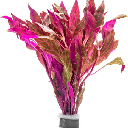 SubstrateSource Live Aquarium Red Stem Plants - Freshwater Aquatic Plant for Fish Tanks, Aquascaping - (Alternanthera Reineckii Rosanervig, 1 Bunch)