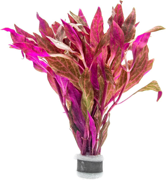 Live Aquarium Red Stem Plants - Freshwater Aquatic Plant for Fish Tanks, Aquascaping - (Alternanthera Reineckii