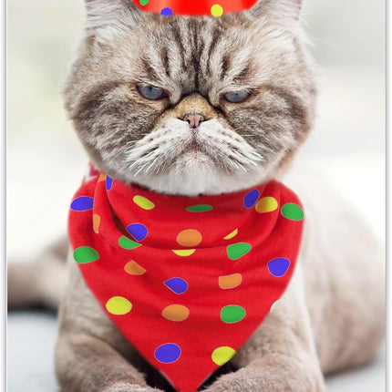 Funny Birthday Card for Women, Men & Friends! Grumpy Cat Photo Joke