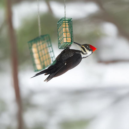 Peanut Wild Bird Suet Cakes – 12 Pack, 12.15 oz Each, High Protein & High Fat Suet for Suet Feeders