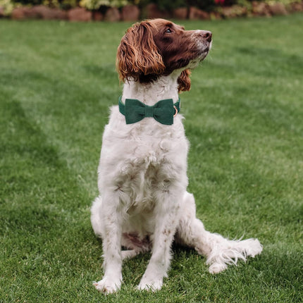 Green Dog Collars for Small Dog,Cute Corduroy Dog Collar with Bow Tie Safety Metal Buckle Adjustable Puppy Collars for Small Medium Large Boy&Girl Dogs,S-Neck 10"-16"