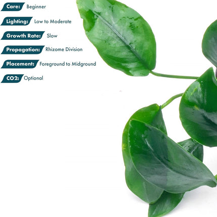 SubstrateSource Anubias Live Aquarium Plants - Potted Freshwater Plant for Fish Tanks, Terrariums - Beginner Friendly Low Light (Nana, 1 Pot)