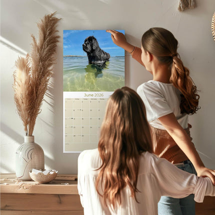 Newfoundland Calendar 2026 – 16-Month Dog Breed Wall Calendar by MegaCalendars – Large Daily Blocks, Thick No-Bleed Paper, Made in USA