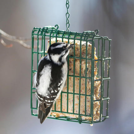 Peanut Wild Bird Suet Cakes – 12 Pack, 12.15 oz Each, High Protein & High Fat Suet for Suet Feeders