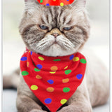 Funny Birthday Card for Women, Men & Friends! Grumpy Cat Photo Joke