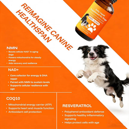 Dog Longevity Supplement with NMN, NAD+, CoQ10 & Resveratrol – Supports Joint Health, Vitality & Healthy Aging – 60-Day Nanoliposomal Drops for Better Absorption
