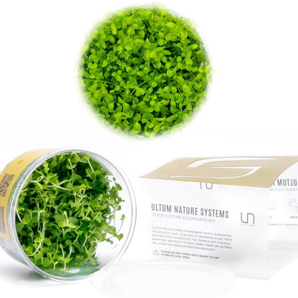 Ultum Nature Systems Micranthemum Monte Carlo Tissue Culture Live Plant for Aquarium, Aquascape, Freshwater Planted Fish Tanks - 100% Snail Free in Vitro