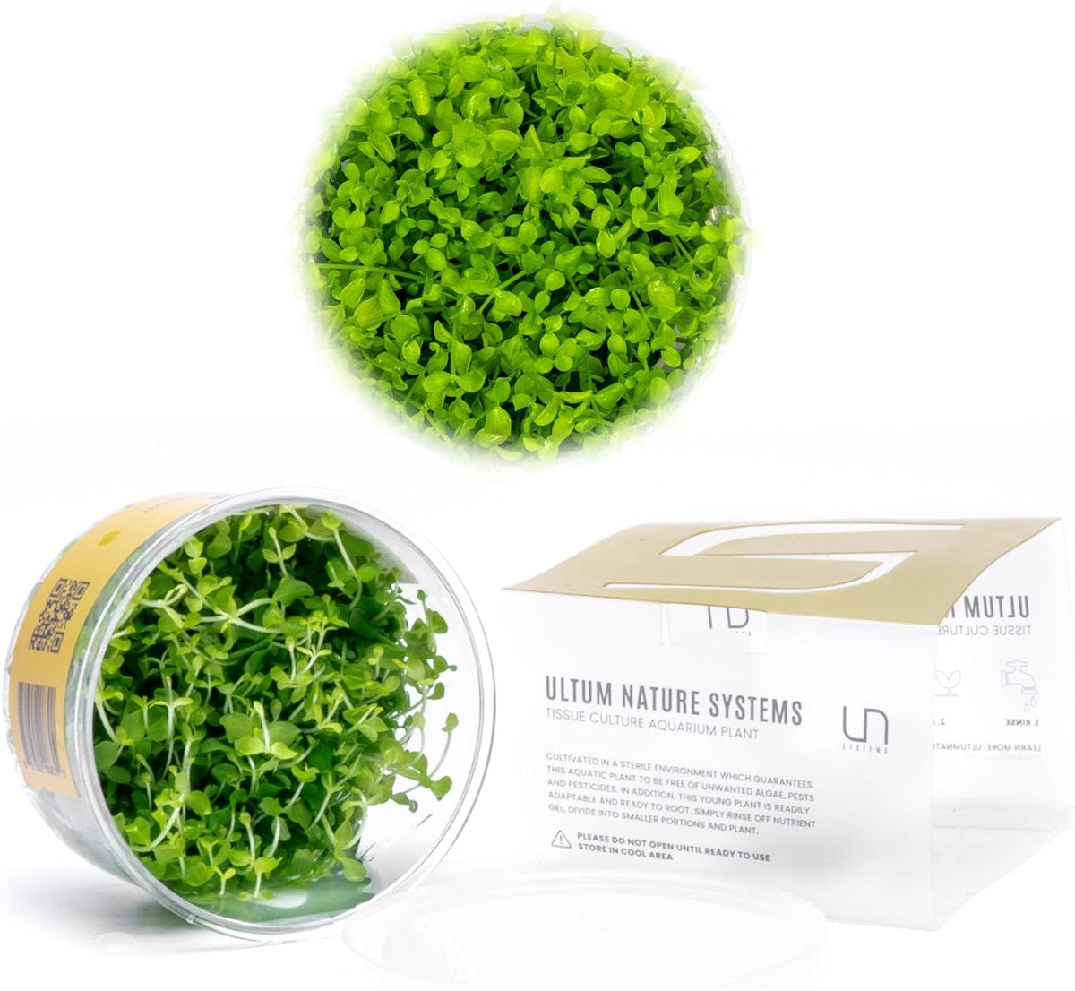 Micranthemum Monte Carlo Tissue Culture Live Plant for Aquarium, Aquascape, Freshwater Planted Fish Tanks - 100% Snail