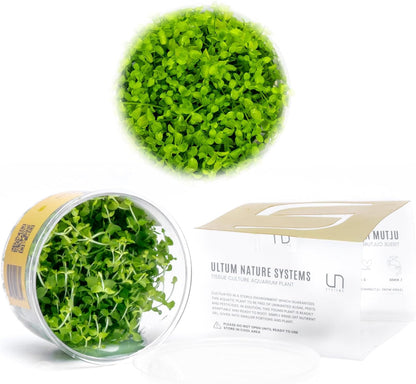 Micranthemum Monte Carlo Tissue Culture Live Plant for Aquarium, Aquascape, Freshwater Planted Fish Tanks - 100% Snail