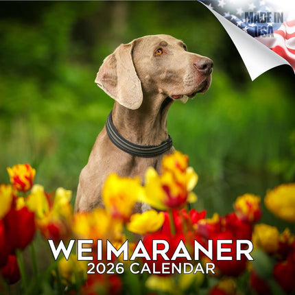 Weimaraner Calendar 2026 – 16-Month Dog Breed Wall Calendar by MegaCalendars – Large Daily Blocks, Thick No-Bleed Paper, Made in USA