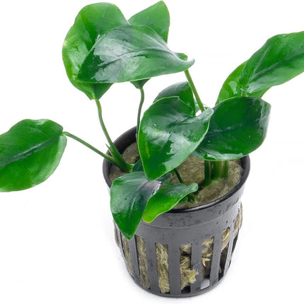 SubstrateSource Anubias Live Aquarium Plants - Potted Freshwater Plant for Fish Tanks, Terrariums - Beginner Friendly Low Light (Nana, 1 Pot)