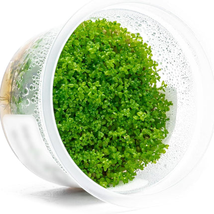 SubstrateSource Live Plant - Dwarf Baby Tears Hemianthus Callitrichoides Live Aquarium Plant Tissue Culture Cup - 100% Snail Free in Vitro (Dwarf Baby Tears)