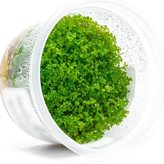 Live Plant - Dwarf Baby Tears Hemianthus Callitrichoides Live Aquarium Plant Tissue Culture Cup - 100% Snail Free in