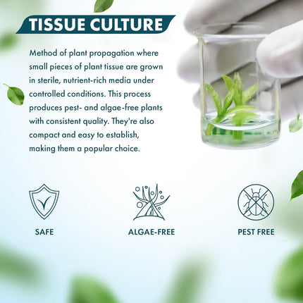 SubstrateSource Live Plant - Dwarf Baby Tears Hemianthus Callitrichoides Live Aquarium Plant Tissue Culture Cup - 100% Snail Free in Vitro (Dwarf Baby Tears)