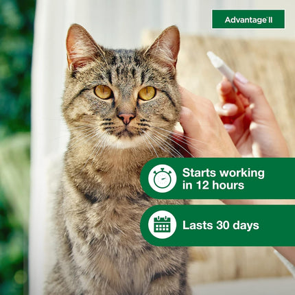 Advantage II Large Cat Vet-Recommended Flea Treatment & Prevention | Cats Over 9 lbs. | 2-Month Supply
