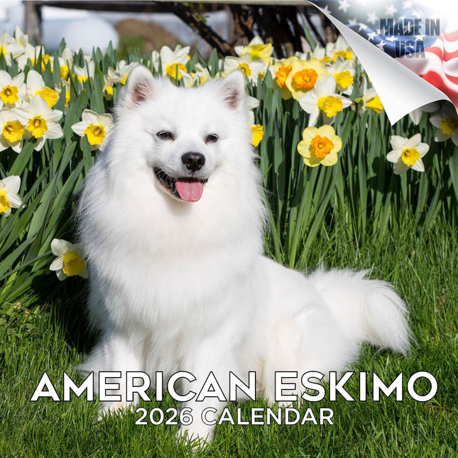 American Eskimo 2026 16-Month Dog Wall Calendar
